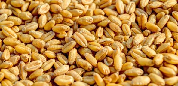 wheat kernels