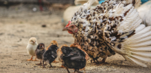 Mother hen and chicks