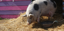 Pig at FARS animal sanctuary