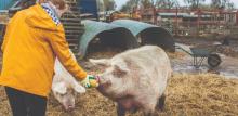 Pig at Frien Farm animal sanctuary