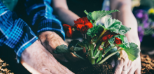 People planting flowers for Plant a Flower Day