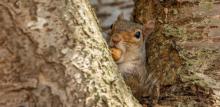 Squirrel in a tree eating a nut