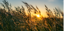 golden Wild wheat on the field at sunset sunrise