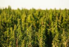 field of plants