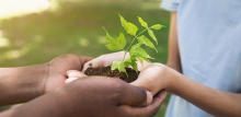 hands holding a plant together