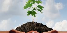 hands holding a sapling