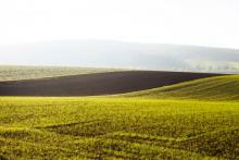 Green field with sky in the background