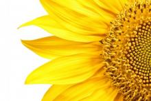 Close up of yellow sunflower on white background