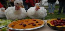 Turkeys celebrate Thanksgiving with a special pumpkin pie just for them