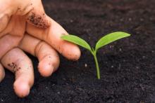 Fingers touching sprouting leaf