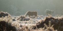 Wild pony in moorland