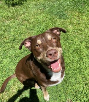 Chooch, happy dog smiling outside