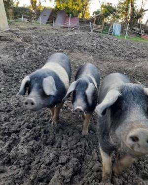Three pigs walking together outside