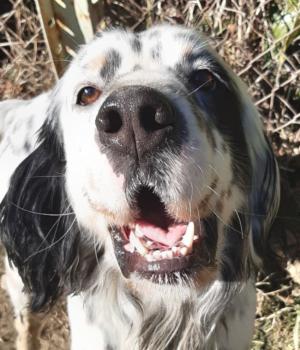 Black and white dog looking happy.