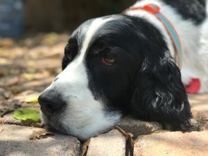 Photograph of Mickey