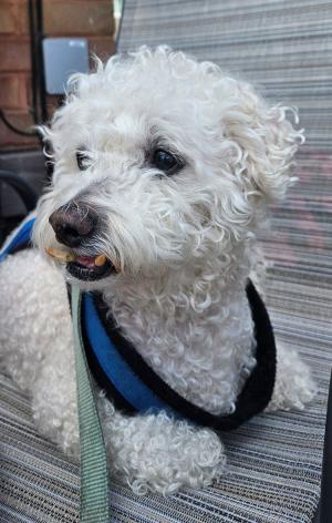 White fluffy dog relaxing on chair