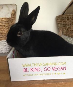 Black bunny playing in cardboard box