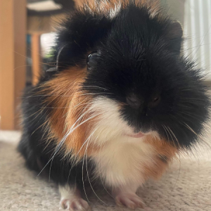Close up of guinea pig, Pip