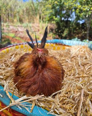 Brown hen sitting on hay.