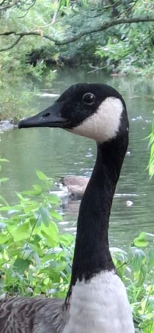 Black and white goose surrounded by nature.