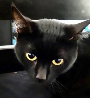 Black cat with striking eyes