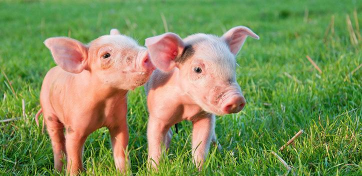 two piglets playing in a grassy field