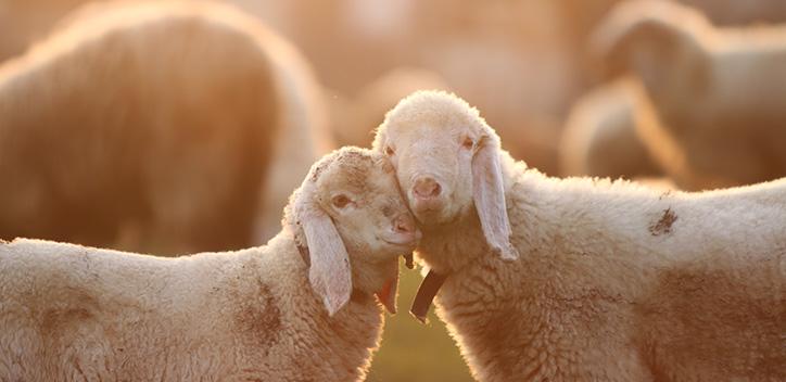 two sheep with faces pressed together in the sun