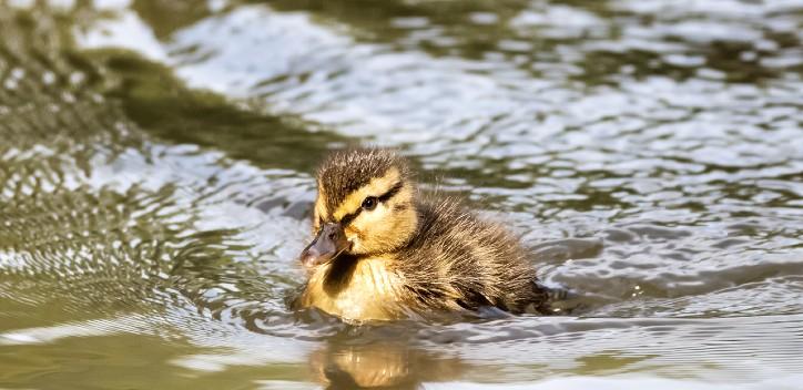 Natalie Kinnear Photography: Duckling on a lake
