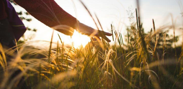 A person running their hand through a field of wheat