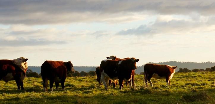 Cows in a field 