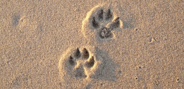 Dog paw prints in the sand