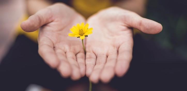 hands outstretched holding a yellow flower