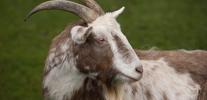 goat from animal sanctuary in a field