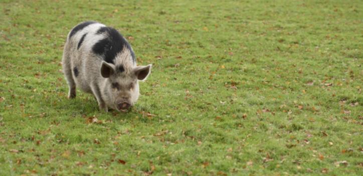 Photograph of pig taken at Hillfields Animal Sanctuary
