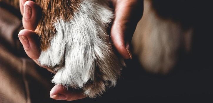 Person holding a dog paw