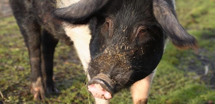 Pig on a sanctuary