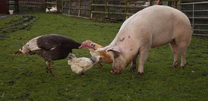 Pig, chicken and turkey playing outside together at an animal sanctuary