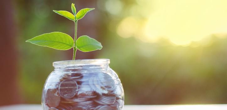 sapling growing from a money jar