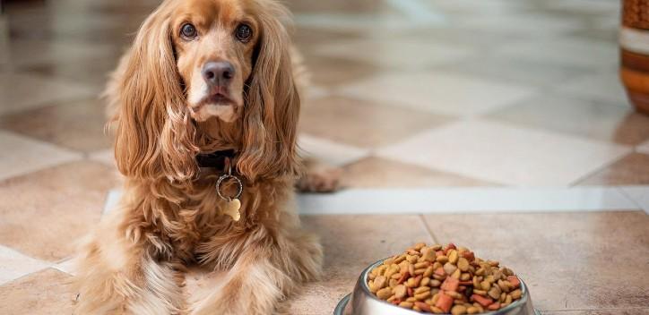 Spaniel with a bowl of dog food