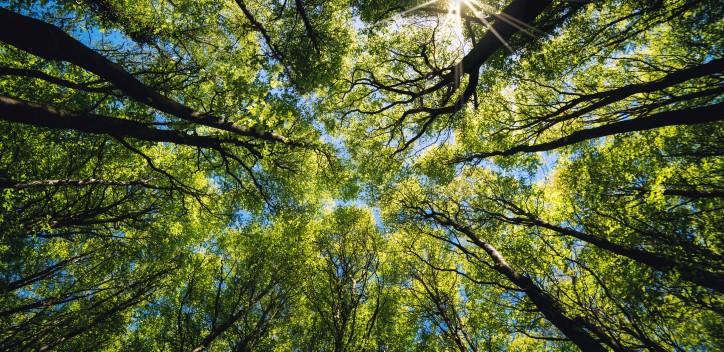 Trees with green Leaves, blue sky and sun light