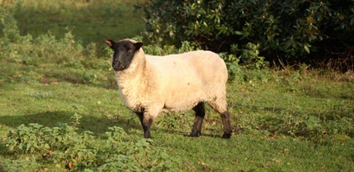 Happy sheep in a field