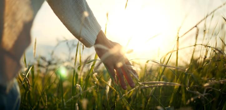 Person walking through the field running hands through grass