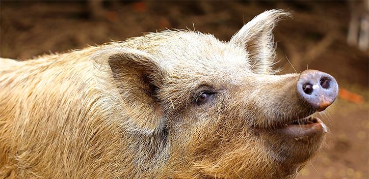 Photograph of a happy looking pig from an animal sanctuary