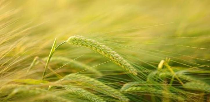 A close up of wheat