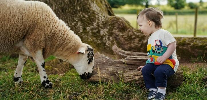 child sitting next to a sheep