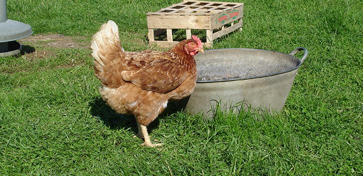 chicken eating from a metal container