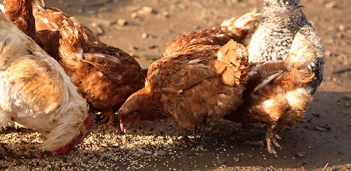 chickens eating