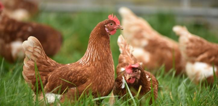 chickens walking on the grass