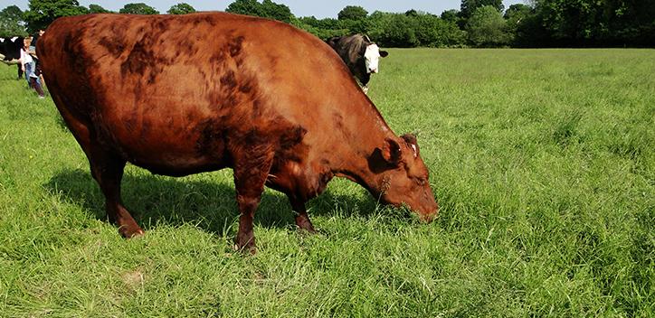 cow grazing in a field