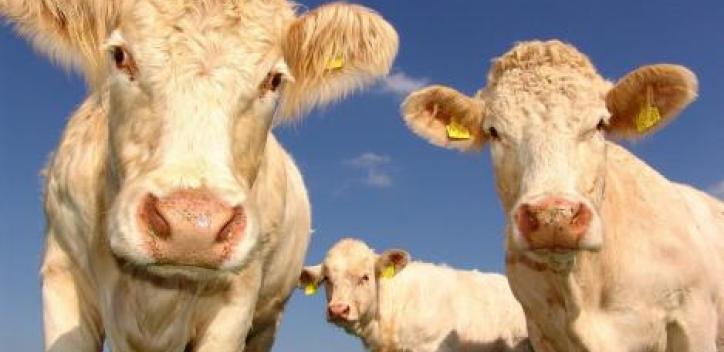 A close up of 3 cows